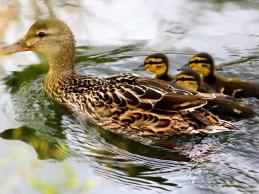 Enten